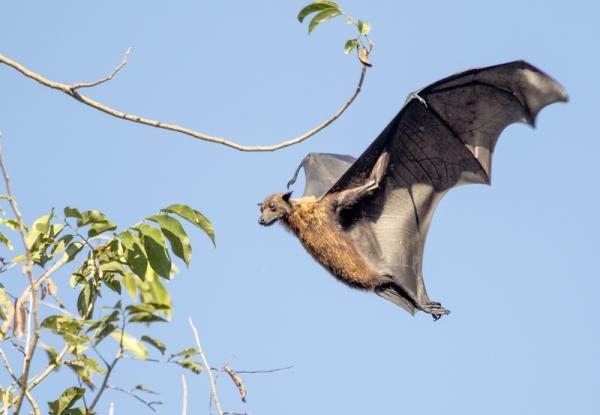 A Pteropus giganteus flying fox