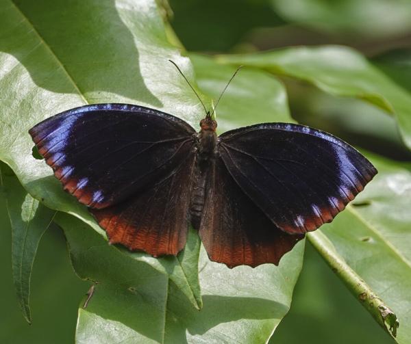 CCNY biologist David Lohman finds Asian butterfly mimics different