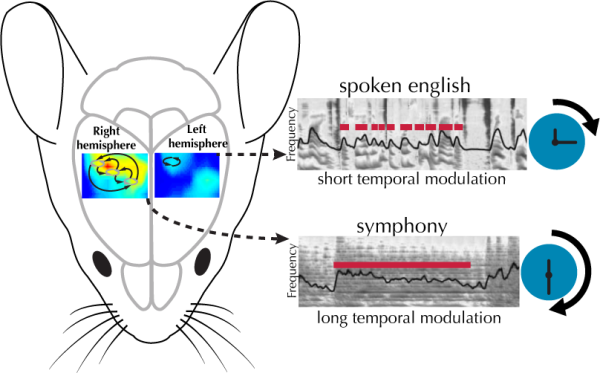 CCNY biologist Hysell Oviedo finds differences in mouse auditory ...