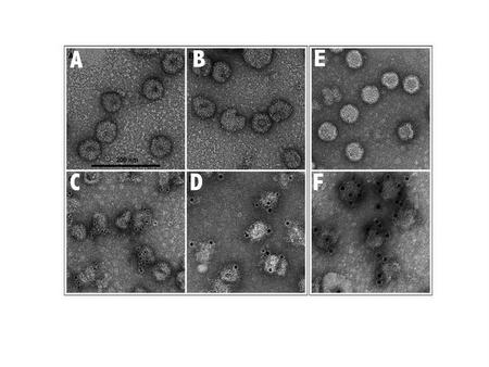 Paul Gottlieb Zika research