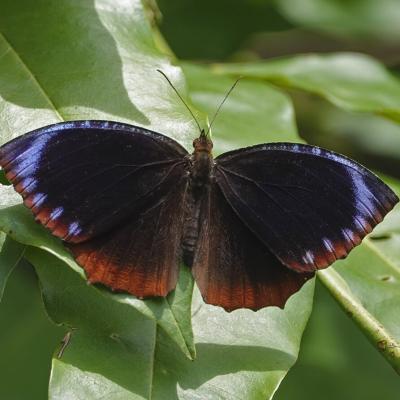 David Lohman Butterfly Mimicry Research